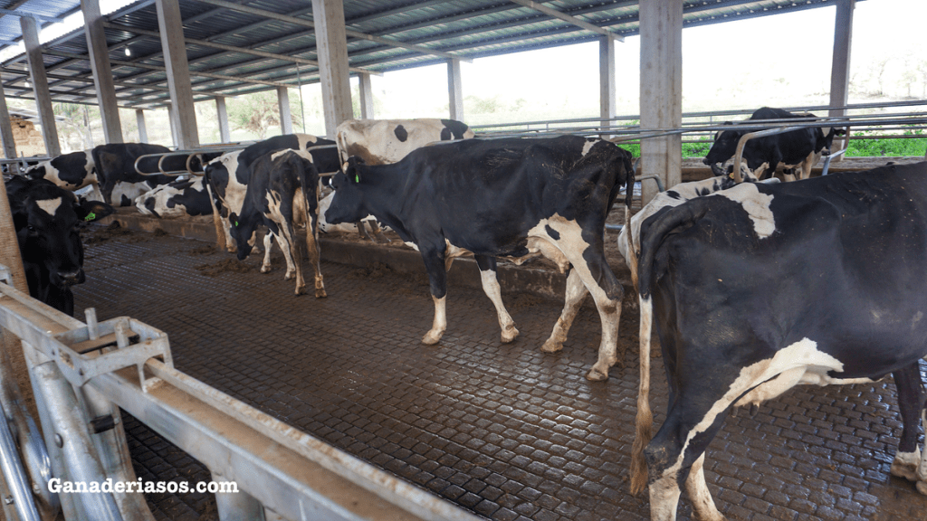 CAMBIOS SUPONDRÁ TENER QUE CONTAR CON UN VETERINARIO DE&nbsp;EXPLOTACIÓN?