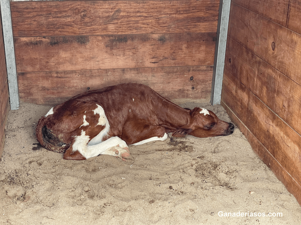 «ABORDANDO LA SALMONELLA OCULTA EN LOS REBAÑOS&nbsp;LECHEROS».
