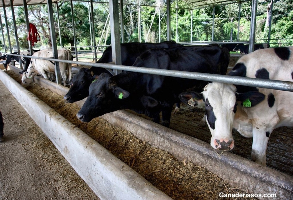 INTERPRETACIÓN DEL RECUENTO DE CÉLULAS&nbsp;SOMÁTICAS