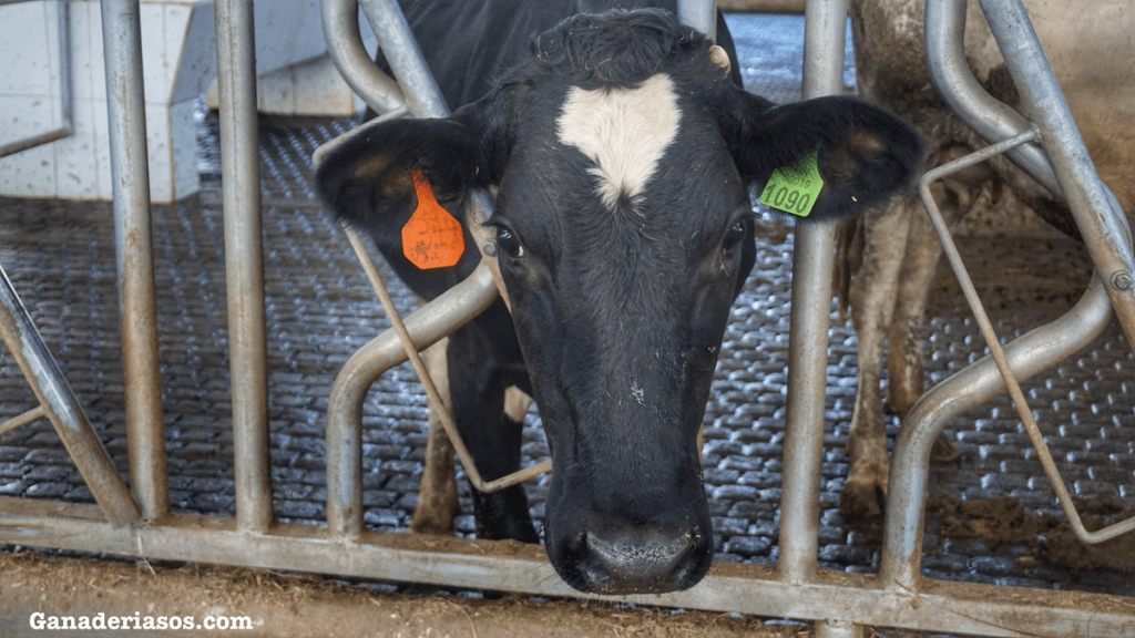 AVANCES TECNOLÓGICOS PARA UNA LECHERÍA&nbsp;EXITOSA