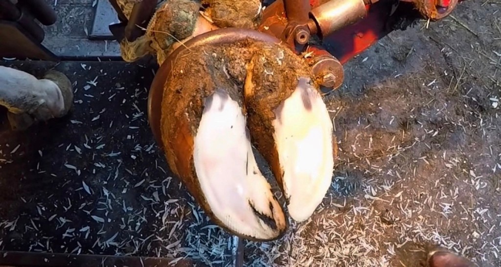 ¿CÓMO TRATAR LAS LESIONES DE PEZUÑA EN GANADO&nbsp;BOVINO?