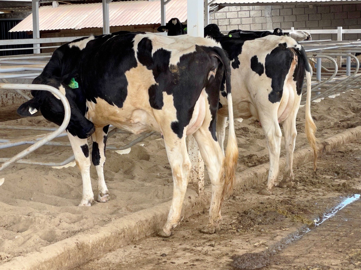 PUNTOS CRÍTICOS EN LA CRÍA DE TERNERAS: DESDE EL NACIMIENTO A LA INSEMINACIÓN