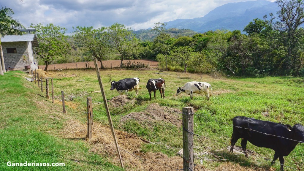 TRATAMIENTO DE TREMATODOS HEPÁTICOS EN BOVINOS Y&nbsp;OVINOS