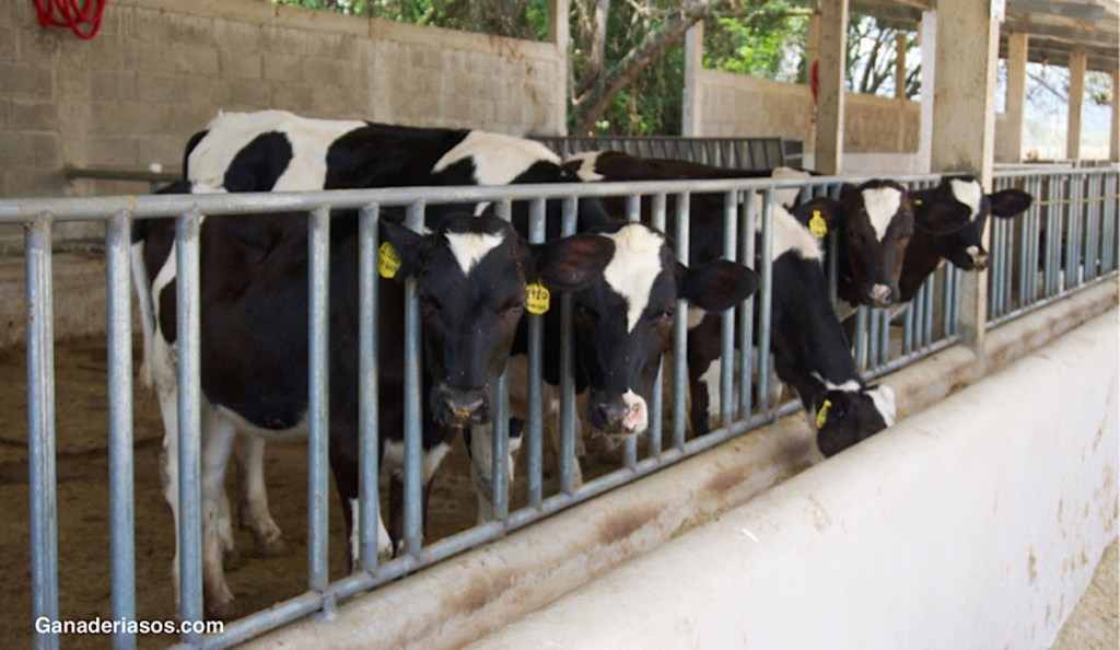 REVISIÓN SOBRE INSEMINACIÓN&nbsp;ARTIFICIAL