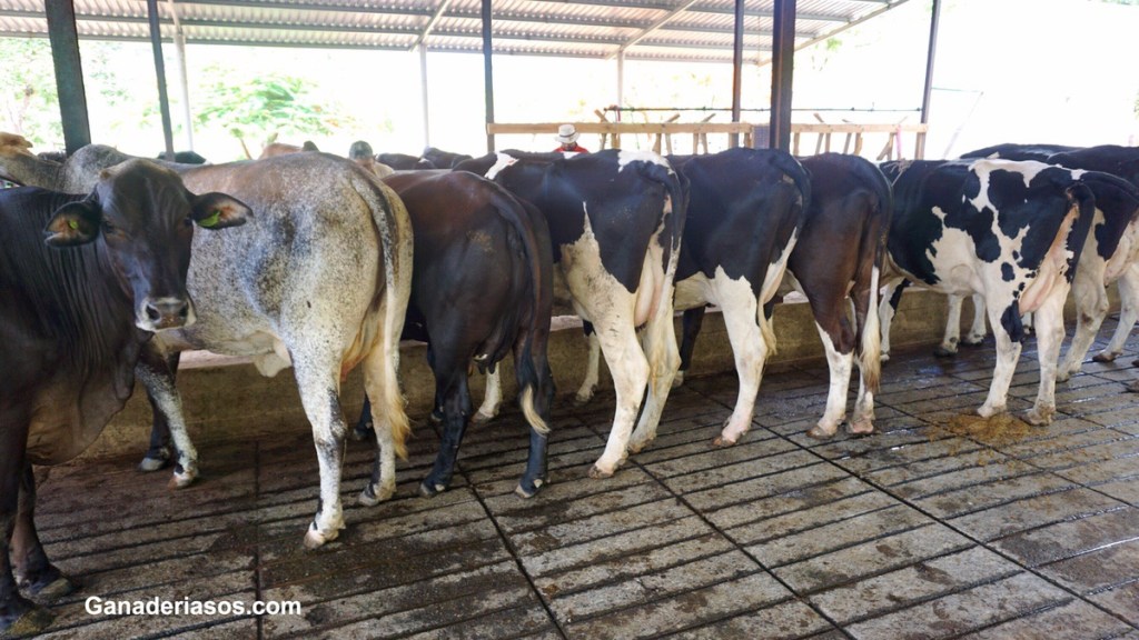 MÉTODOS PARA DIAGNOSTICAR LAS DEFICIENCIAS MINERALES EN EL GANADO&nbsp;BOVINO