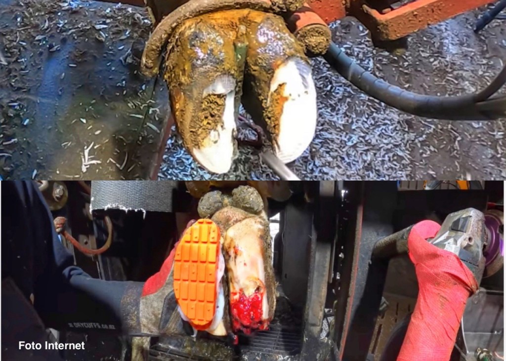 RECORTE PREVENTIVO DE LAS&nbsp;PEZUÑAS