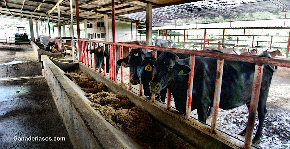 NUTRICIÓN PROTEICA EN&nbsp;RUMIANTES