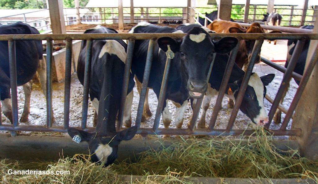 UN ENFOQUE GENÉTICO PARA MEJORAR LA&nbsp;FERTILIDAD.