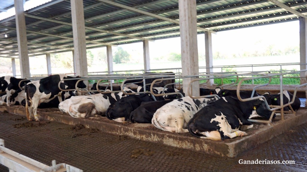 EFICIENCIA REPRODUCTIVA EN EL GANADO LECHERO Y SU RECUPERACIÓN&nbsp;ECONÓMICA