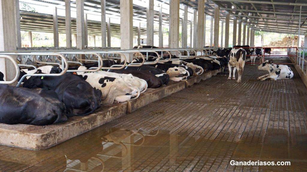 RESISTENCIA A LA INSULINA EN VACAS&nbsp;LECHERAS