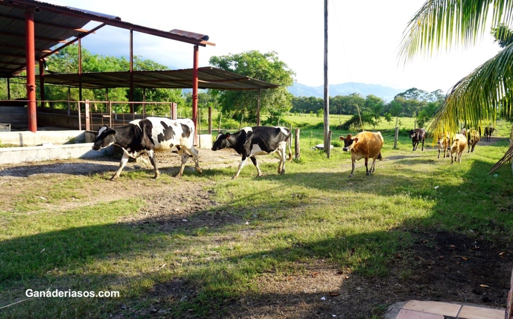 ESTRATEGIAS PARA MANEJAR LA HIPOCALCEMIA CLINICA Y SUBCLINICA EN GRANJAS&nbsp;LECHERAS