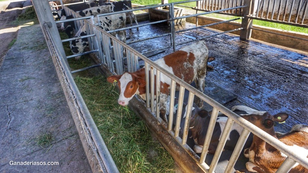 ¿QUÉ PODEMOS MONITORIZAR EN LA GRANJA PARA MEJORAR LA SALUD DE NUESTRAS&nbsp;TERNERAS?