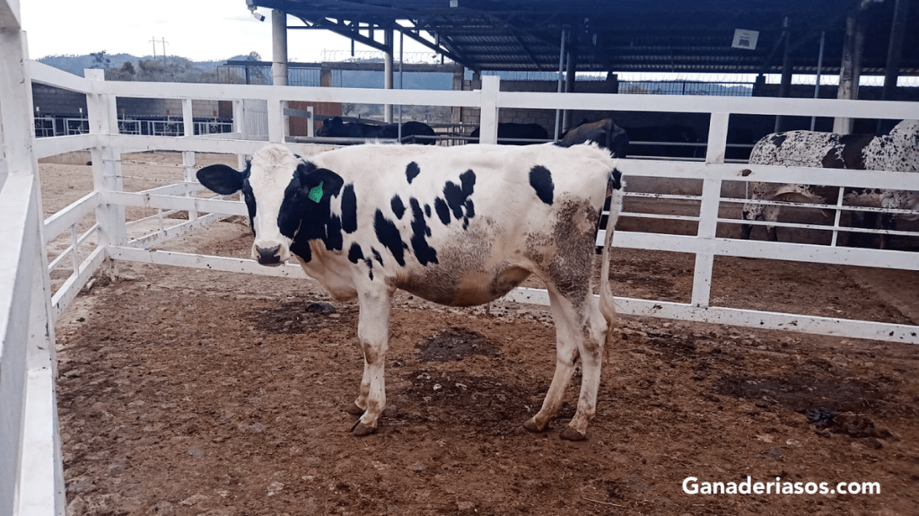 SIETE CONSEJOS PARA AYUDAR A LOS TERNEROS A VENCER EL&nbsp;CALOR
