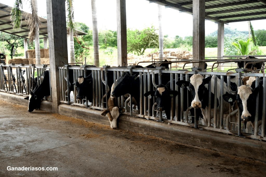GENÓMICA FUNCIONA. SI NO LOGRAS EL RESULTADO ESPERADO, FALLA EL MANEJO O LA&nbsp;ALIMENTACIÓN