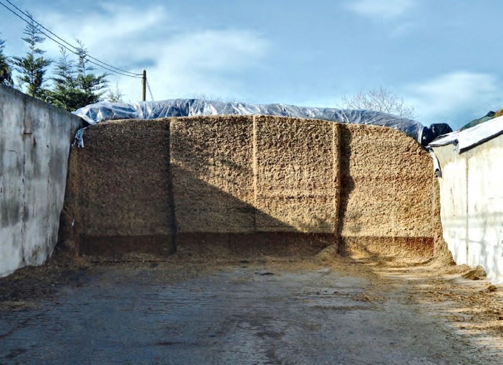 POR QUÉ USAR INOCULANTES EN EL SILO DE&nbsp;MAÍZ