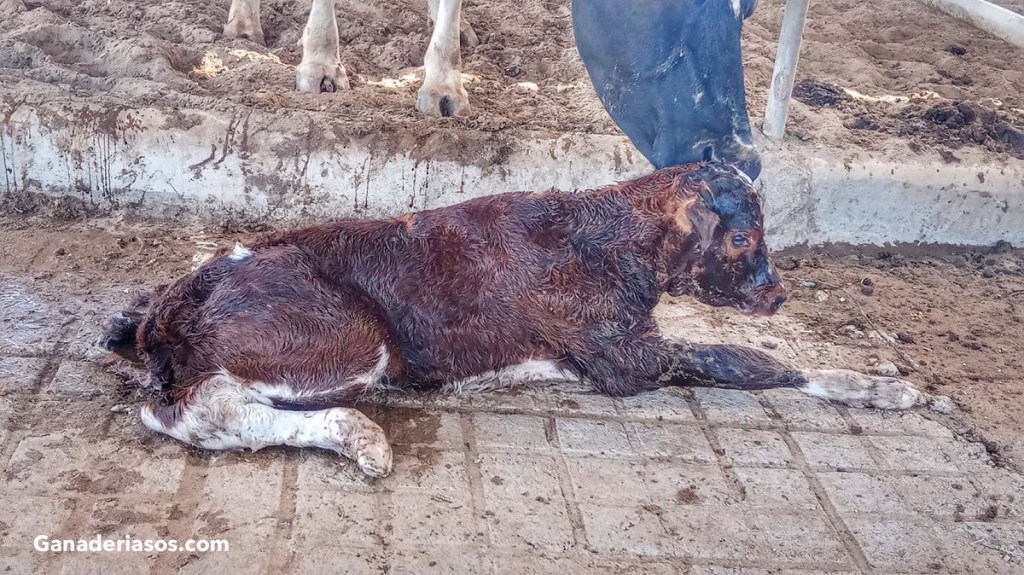 CONTRACTURA DE TENDONES FLEXORES EN MIEMBROS ANTERIORES DE UN TERNERO: REPORTE DE CASO