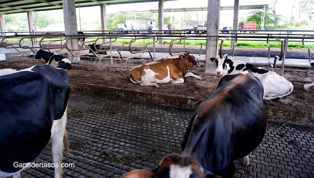 EL ESTRÉS CALÓRICO INFLUYE EN EL METABOLISMO&nbsp;ENERGÉTICO