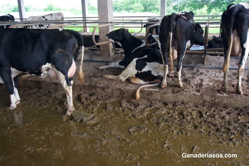 EL RECUENTO CELULAR INDIVIDUAL: UNA HERRAMIENTA MUY ÚTIL PARA EVALUAR