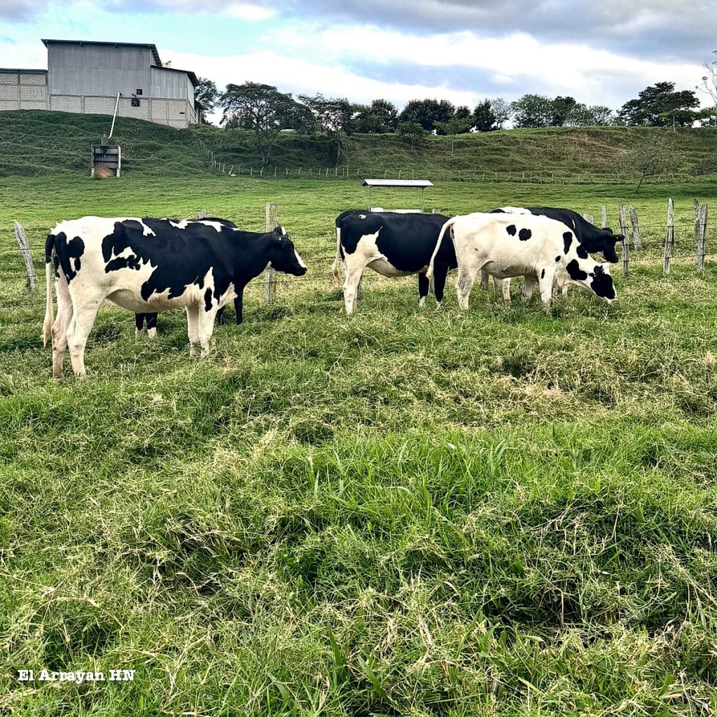 ESTRATEGIAS PARA MEJORAR LA INMUNIDAD BAJO CONDICIONES DE ESTRÉS&nbsp;METABÓLICO