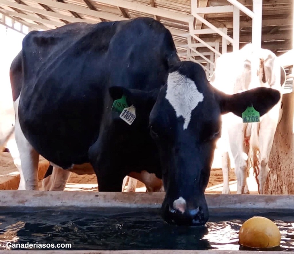 EL MAGNESIO EN LOS RUMIANTES: FUENTES Y&nbsp;SOLUBILIDAD