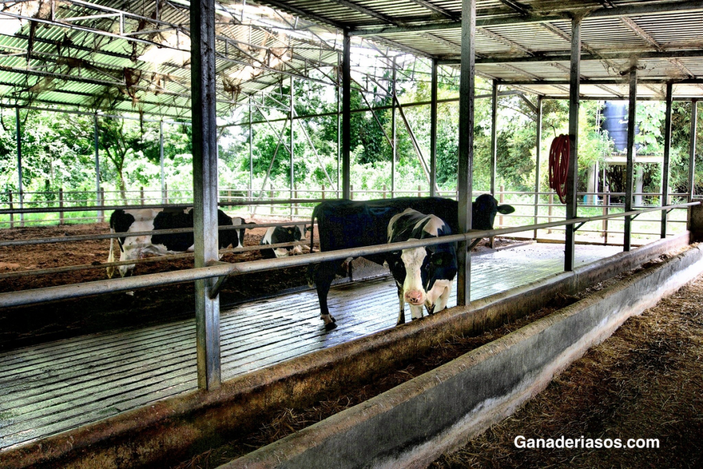LAS VACAS LECHERAS ALIMENTADAS CON UNA DIETA BAJA EN ENERGÍA ANTES DEL SECADO MUESTRAN SIGNOS DE&nbsp;HAMBRE