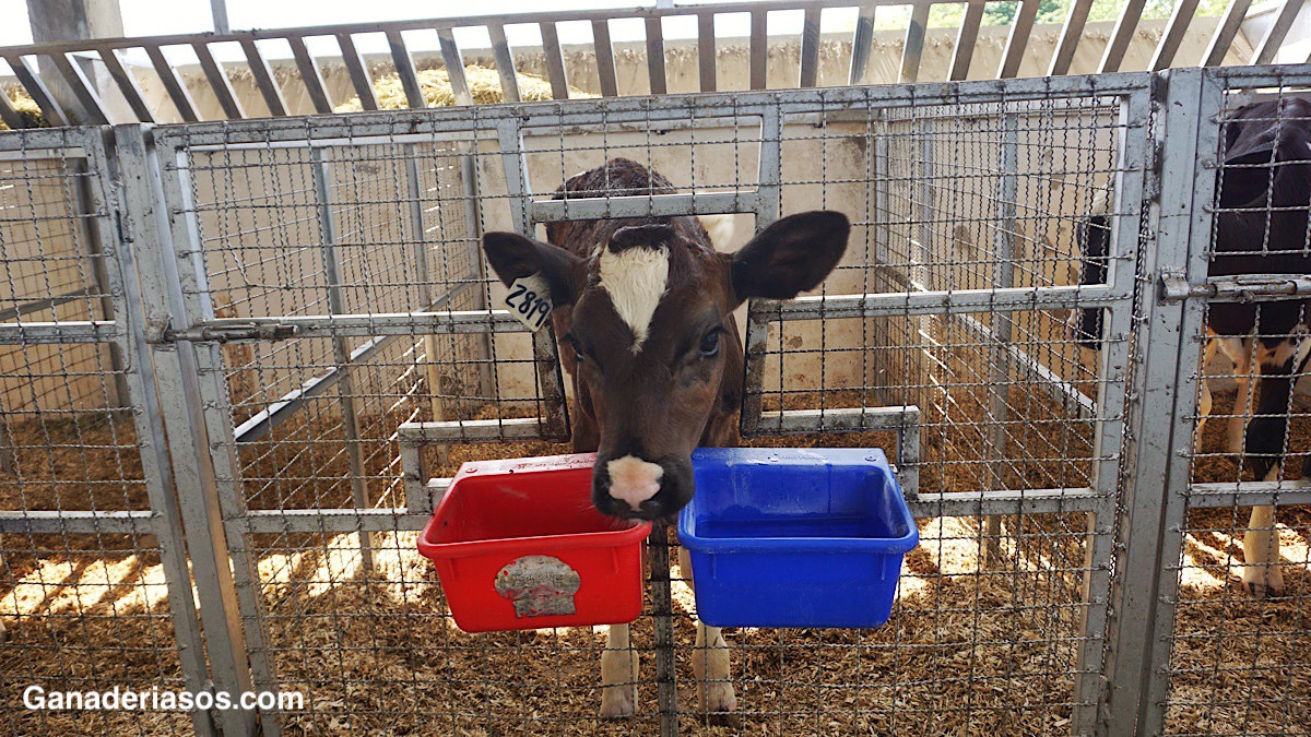 FALLO DE LA TIP EN BECERROS (I): LA IMPORTANCIA DEL CALOSTRO