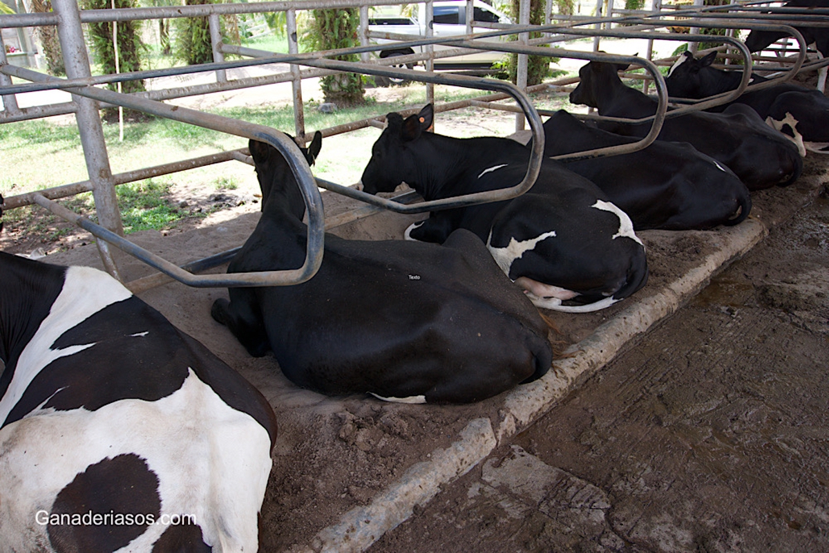 EFECTO DE LA INFECCIÓN POR BVDV SOBRE EL INTERVALO PARTO – INSEMINACIÓN FECUNDANTE Y EL NÚMERO DE INSEMINACIONES POR GESTACIÓN EN GRANJAS LECHERAS