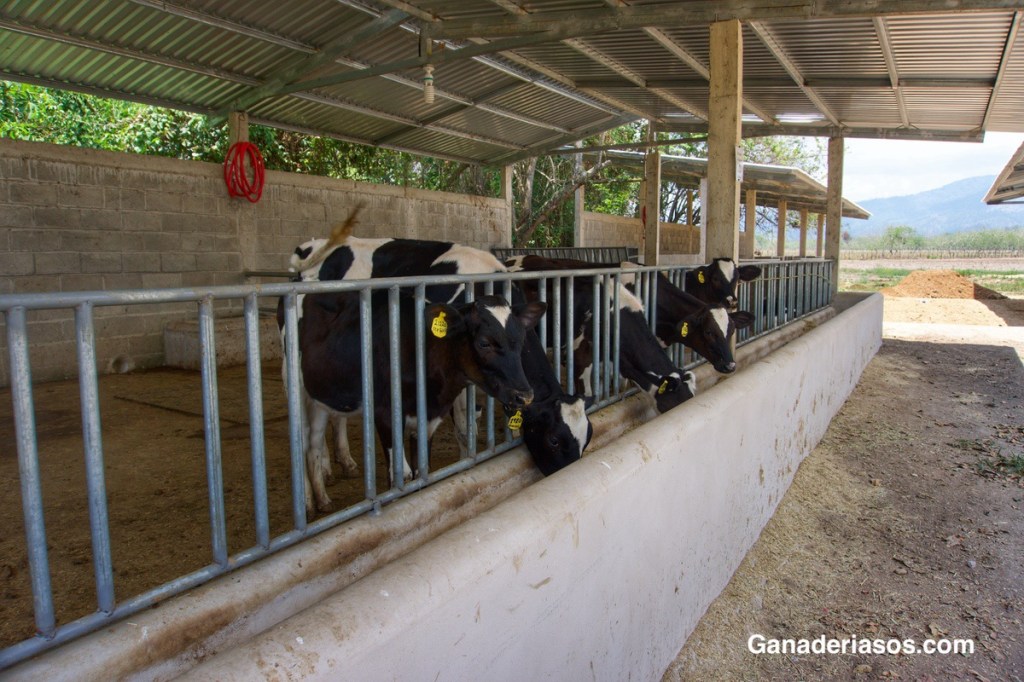 ¿QUÉ ES MÁS IMPORTANTE: TASA DE PREÑEZ, DÍAS ABIERTOS O INTERVALO ENTRE&nbsp;PARTOS?