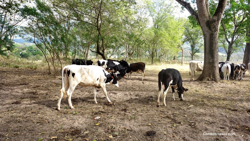 SELECCIÓN DE TOROS VS&nbsp;EMPAREJAMIENTO