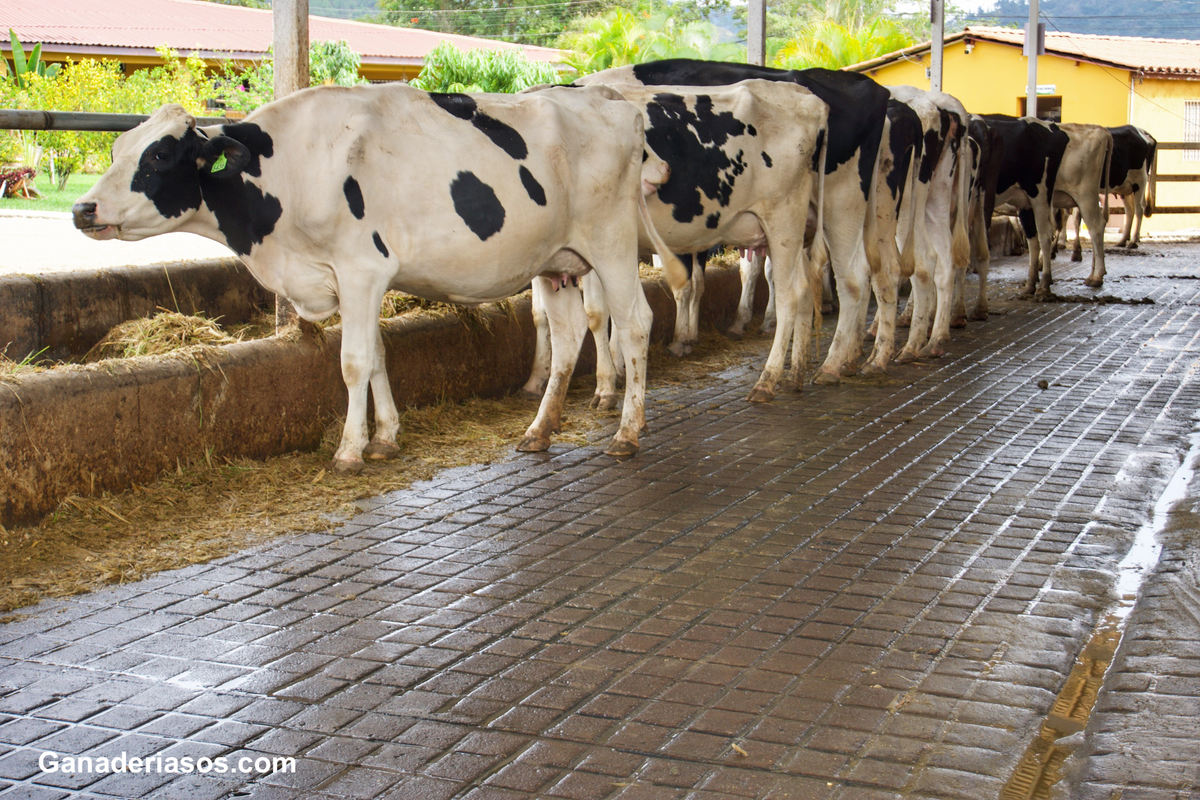 SELECCIÓN PARA CASEÍNAS DE LECHE: BETA Y KAPPA