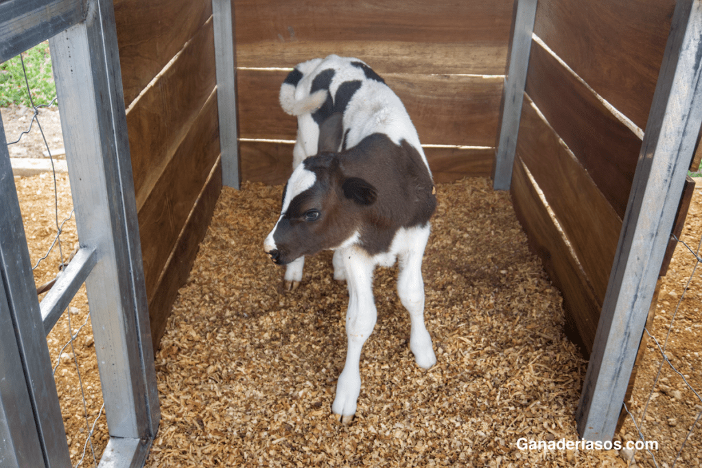 ¿CÓMO SUMINISTRAR EL CALOSTRO? MÉTODOS PARA SU ALMACENAMIENTO Y&nbsp;CONSERVACIÓN