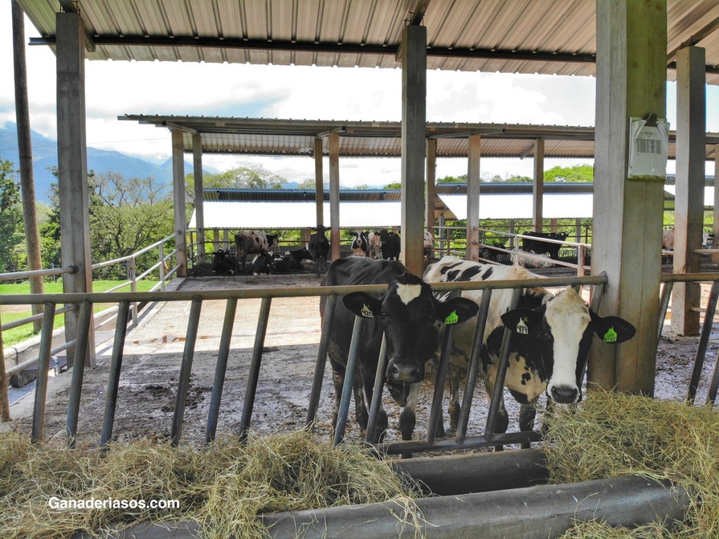 CASTRACIÓN DE VAQUILLAS PARA EXPORTACIÓN Y ENGORDA, UNA PROPUESTA PARA CAMBIAR EL&nbsp;PROTOCOLO