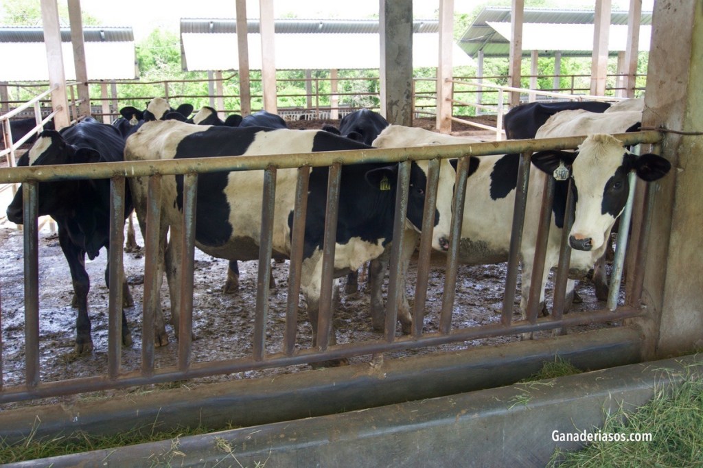 VALIDACION DE LAS PREDICCIONES GENOMICAS DE ABORTO EN VACAS HOLSTEIN