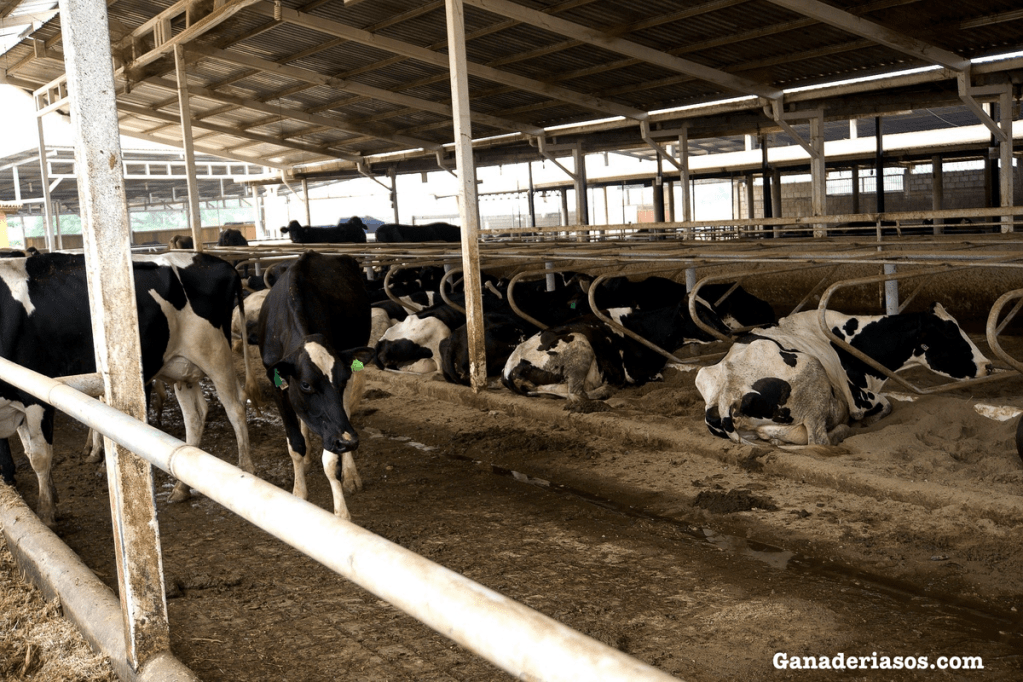 O CAMPO, UNA EXPLOTACIÓN LÁCTEA QUE ATIENDE AL GANADO Y AL TRABAJO&nbsp;AGRARIO