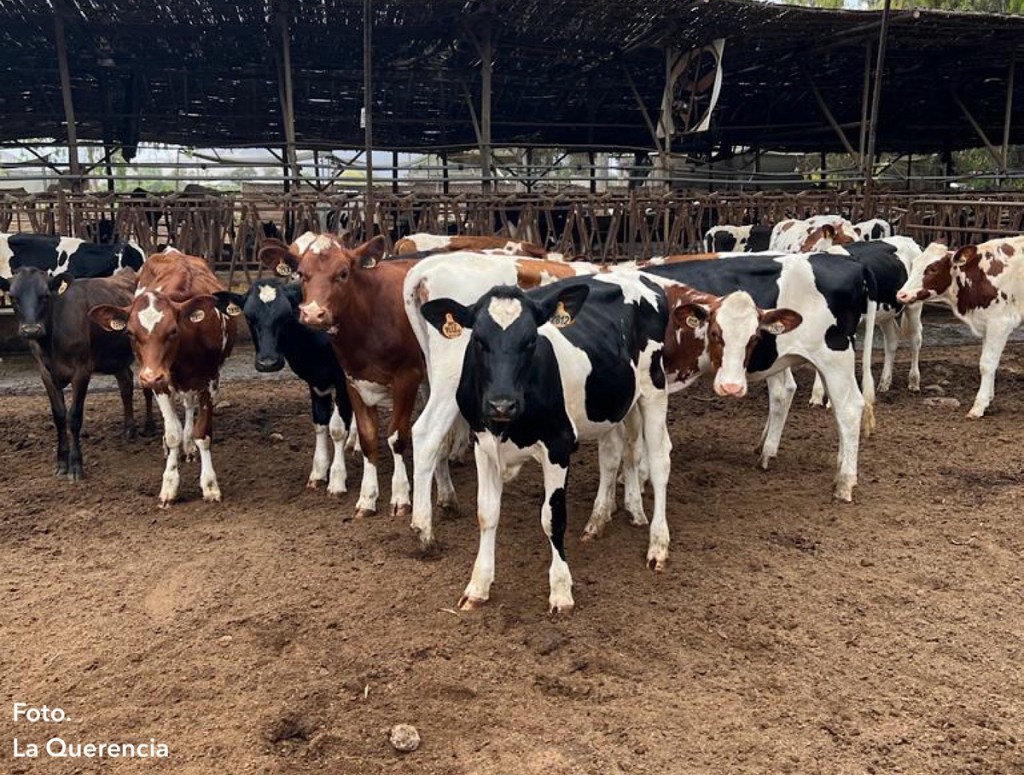 IMPORTANCIA DE LOS ÁCIDOS GRASOS VOLÁTILES EN LA ALIMENTACIÓN DE LOS&nbsp;BOVINOS
