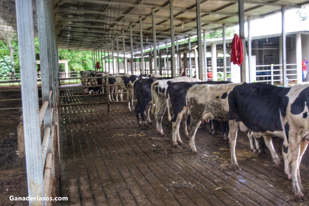 PERIODO DE TRANSICIÓN: ESTRATEGIAS DE NUTRICIÓN PARA VACAS LECHERAS DE ALTA PRODUCCIÓN