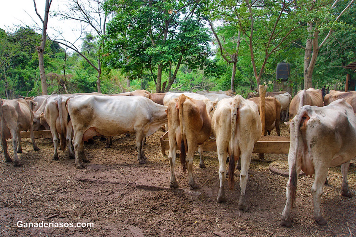 FISIOLOGÍA DE LA LACTANCIA