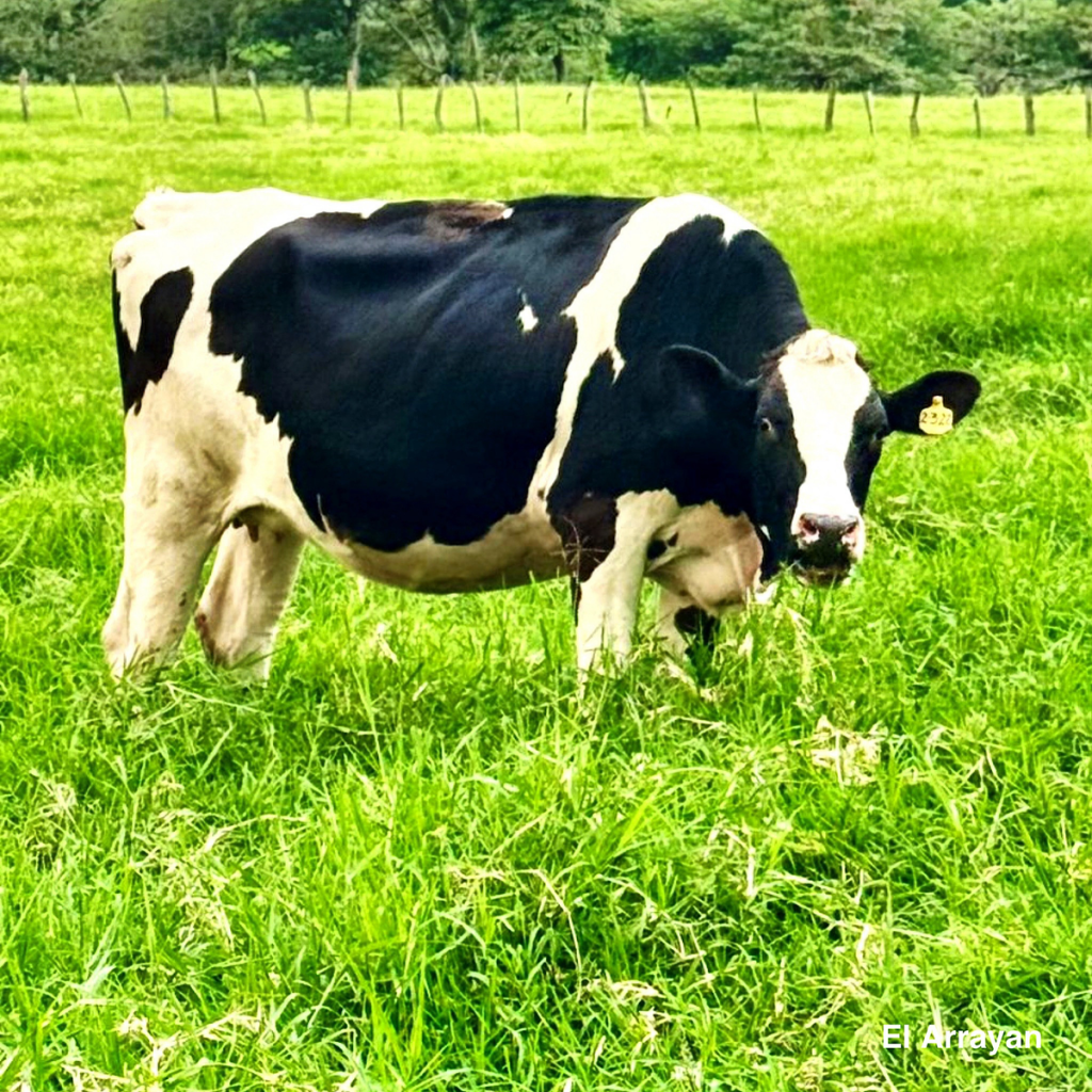 BIOMARCADORES PARA LA IDENTIFICACIÓN TEMPRANA DE LA COJERA EN VACAS&nbsp;LECHERAS