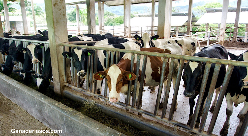 EFECTO DE LA ALIMENTACIÓN DE BECERRAS HOLSTEIN SUPLEMENTADAS CON BACILLUS SUBTILIS PB6 EN: MORBILIDAD Y MORTALIDAD