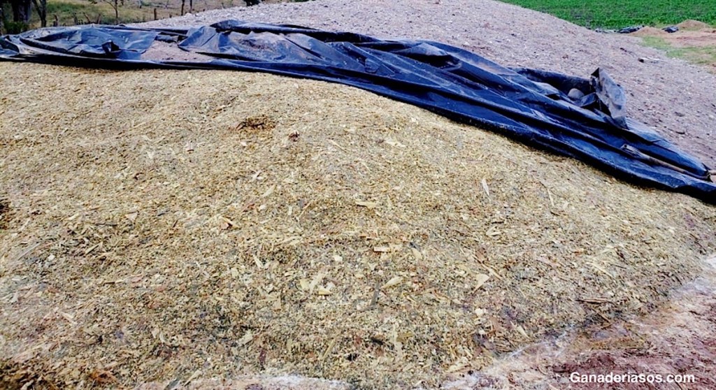 MICOTOXINAS: ¿CÓMO REDUCIR EL IMPACTO QUE PUEDEN CAUSAR EN LA ALIMENTACIÓN DEL&nbsp;GANADO?