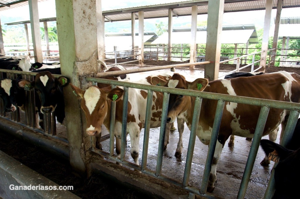 LOS PRIMEROS MESES DE LA TERNERA, CLAVES PARA UNA MEJOR&nbsp;RECRÍA