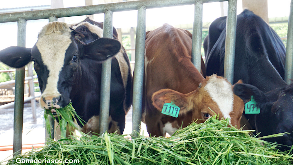 EL PAPEL DE LOS ÁCIDOS GRASOS PROCEDENTES DEL ACEITE DE PALMA EN LA ALIMENTACIÓN ANIMAL