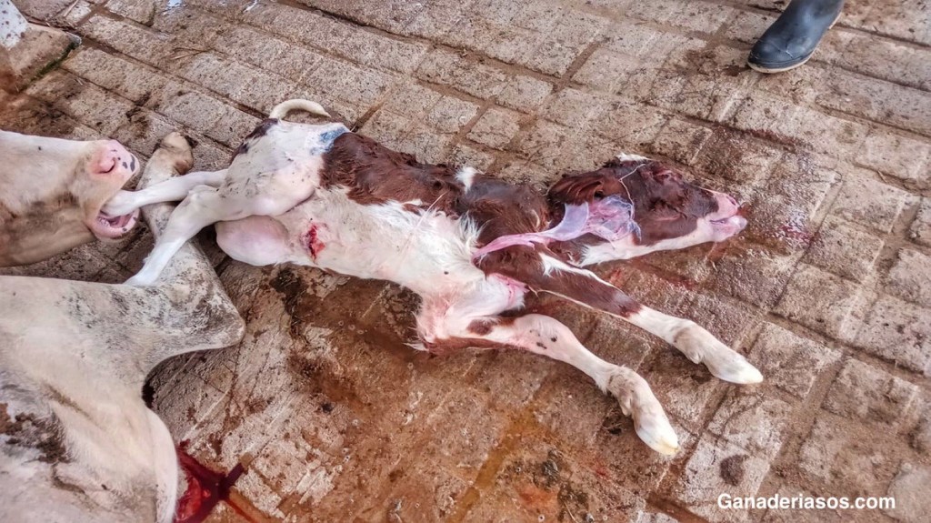 ABORTOS ALREDEDOR DEL SECADO