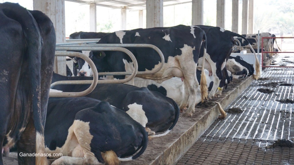 VERDADES Y MITOS SOBRE LOS BOLOS DE CALCIO CAL24 PARA SUS VACAS FRESCAS