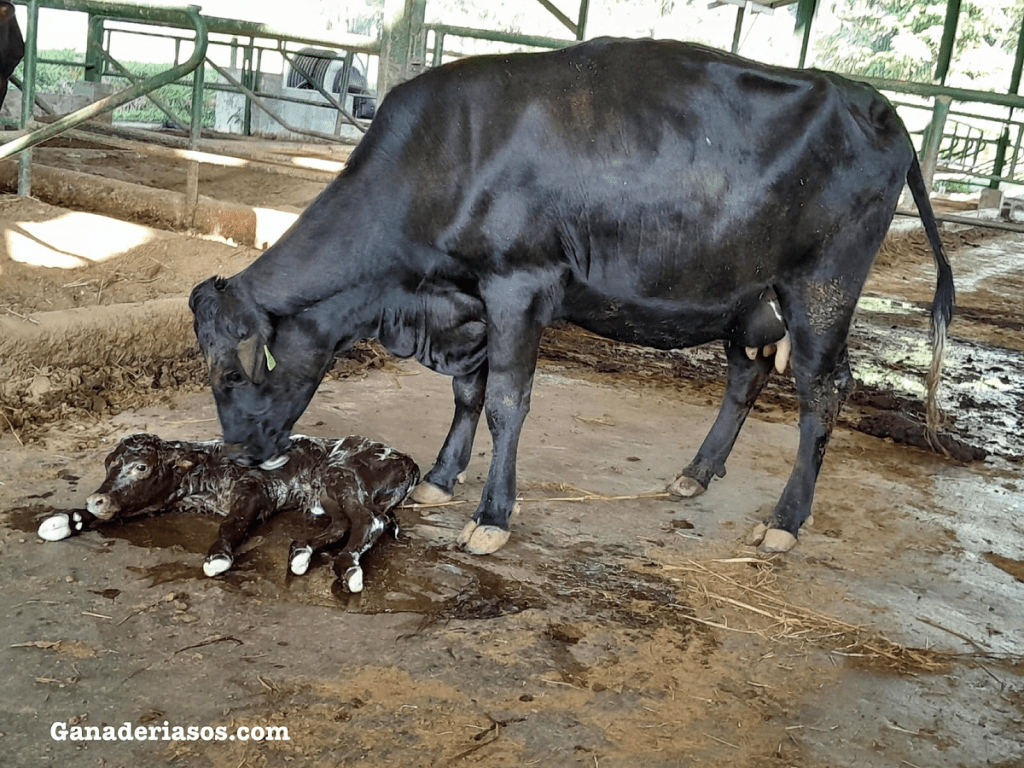 PROYECTO ISRAELÍ EXAMINA LOS BENEFICIOS DE MANTENER TERNEROS CON SUS MADRES POR MÁS&nbsp;TIEMPO.