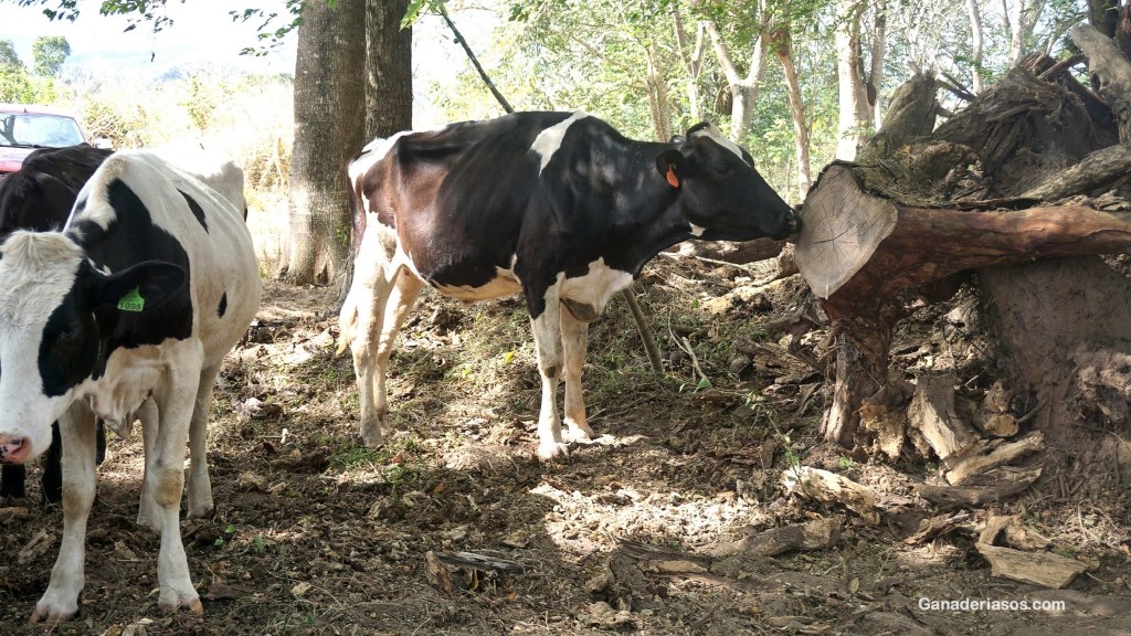 INTOXICACIONES ALIMENTARIAS, EL PAPEL DE LAS&nbsp;LECHERÍAS
