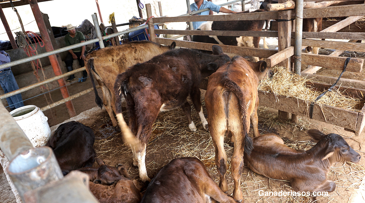 ALIMENTO DE INICIO PARA TERNEROS: 3 RAZONES POR LAS QUE LA CALIDAD DE LA PROTEÍNA ES IMPORTANTE