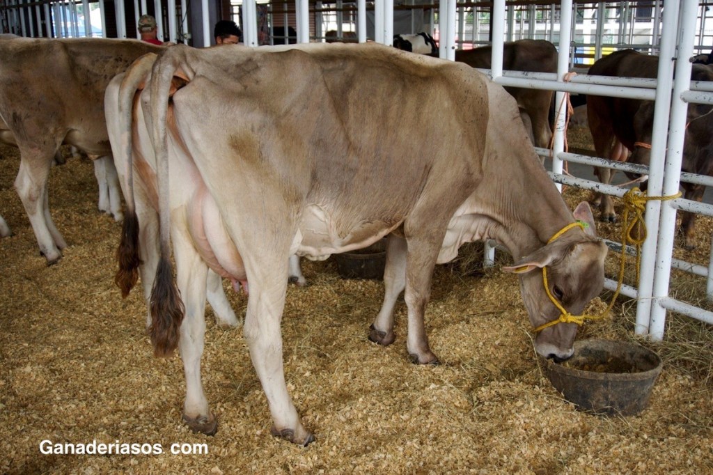 EVALUANDO LA CALIDAD DEL AGUA PARA EL&nbsp;GANADO