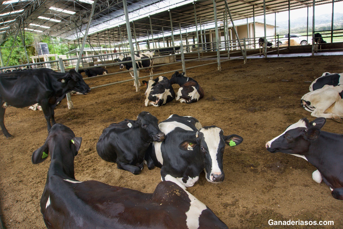 LAS VACAS LECHERAS CÓMODAS RESPONDEN MEJOR A LAS RACIONES