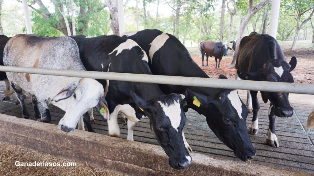 ACIDOSIS Y ALCALOSIS&nbsp;RUMINAL